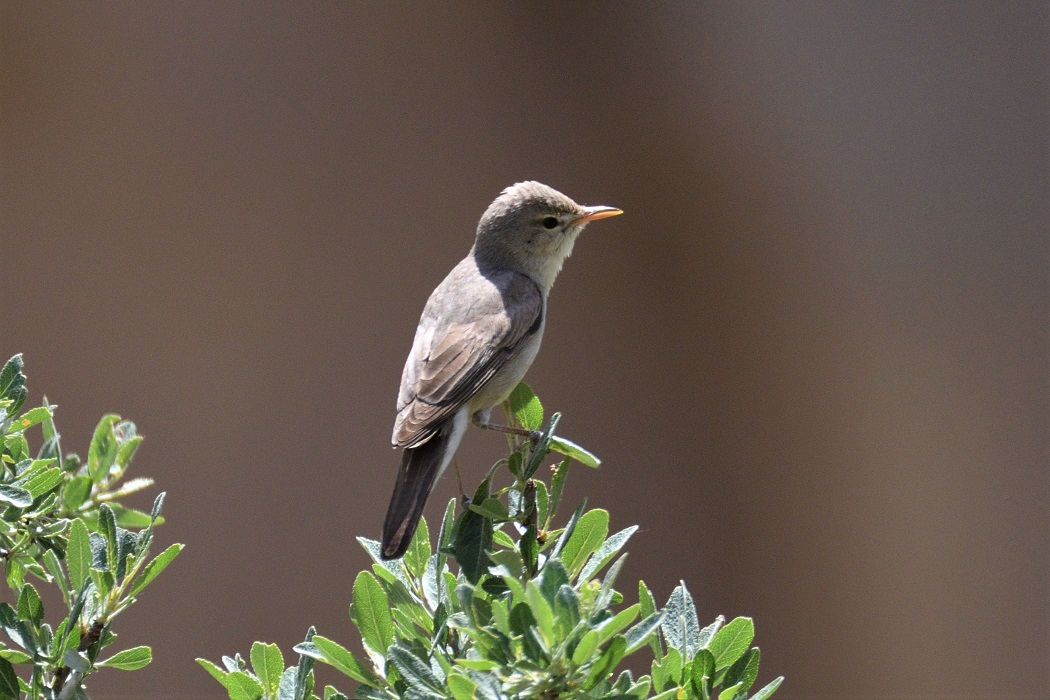Upcher's Warbler